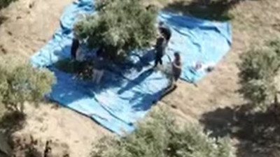 Fay hattı ikiye böldü korkutan hasat başladı. Köylüler yüzlerce ağacın yanına bile gidemiyor