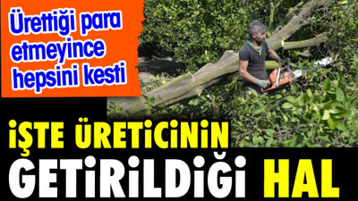 İşte üreticinin getirildiği hal. Ürettiği para etmeyince hepsini kesti