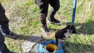 Yavru köpek sondaj kuyusuna düştü. İtfaiye güçlükle kurtarıldı