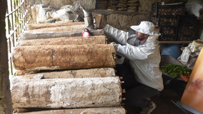 Hasadına başlandı. Kilosu 1000 liradan satılıyor