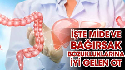 İşte mide ve bağırsak bozukluklarına iyi gelen ot