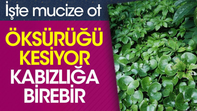 Öksürüğü kesiyor. Kabızlığa birebir. İşte mucize ot