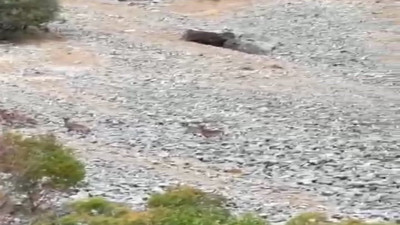 Yaban keçileri dağların zirvesinde sürü halinde yemek ararken görüntülendi