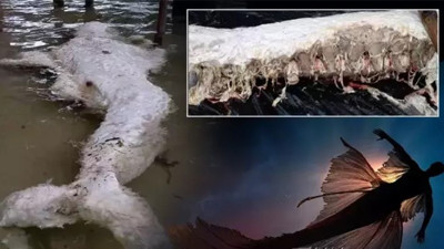 Sahile vurdu dünyada eşi benzeri görülmedi. DNA sonucu bile şaşkına çevirdi