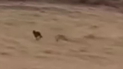 Sürüye yaklaştı çoban köpeği kurda hamleyi yaptı