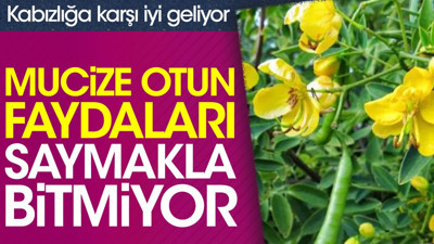 Kabızlığa karşı iyi geliyor. İltihap kurutucu. Mucize otun faydaları saymakla bitmiyor