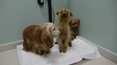 Üretilen cins köpekleri hevesleri geçince sokağa attılar