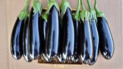 Sapı daha çok yararlı çöpe atmayın