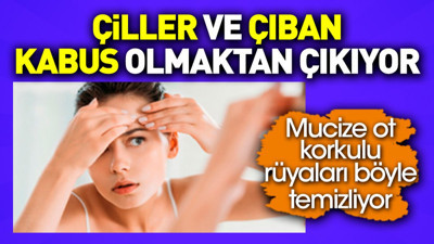 Çiller ve çıban kabus olmaktan çıkıyor. Mucize ot korkulu rüyaları böyle temizliyor