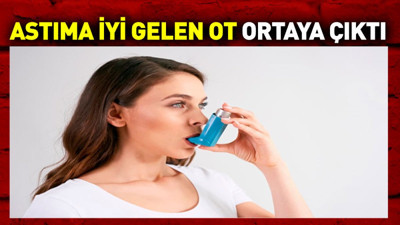 Astıma iyi gelen ot ortaya çıktı