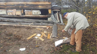 Ayı köye inince hepsini parçaladı