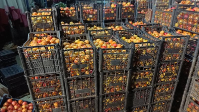 Kerpiç evlerde kurutuluyor kalbi saat gibi çalıştırıyor. Kanseri püskürtüyor. Tarlada 20 markette 69 TL'ye satılıyor