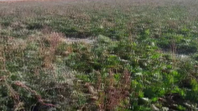 Çiftçiler tarladaki pancarları korka korka topluyor. Tarlaya gelen donup kalıyor