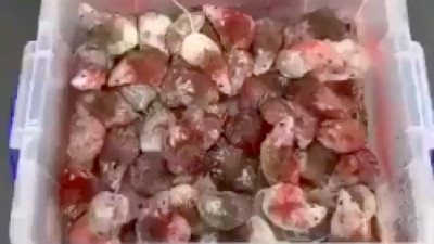 Protesto etmek için Filistin bayrağı renklerine boyadıkları fareleri McDonalds'a saldılar