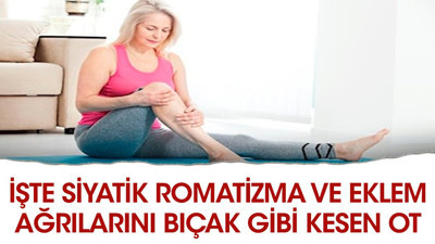 İşte siyatik romatizma ve eklem ağrılarını bıçak gibi kesen ot