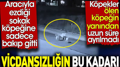 Vicdansızlığın bu kadarı. Aracıyla ezdiği sokak köpeğine sadece bakıp gitti