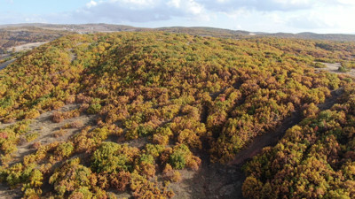 Sonbahar'ın gelmesi ile meşeler kartpostallık pozlar veriyor