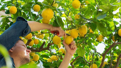 Üretici limonui 50 kuruşa bile satamıyor