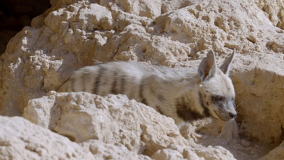 Nesli tehlike altındaki çizgili sırtlan görüntülendi
