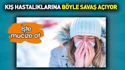 Kış hastalıklarına böyle savaş açıyor. İşte mucize ot