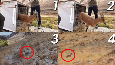 Yaban Keçisi doğaya salınırken yüzleri güldürdü