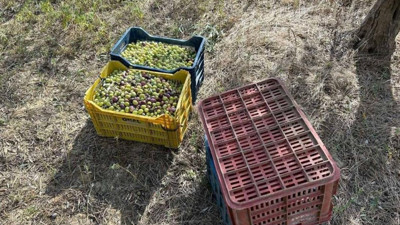 Zeytin hırsızı suçüstü yakalandı (03 Kasım 2023)