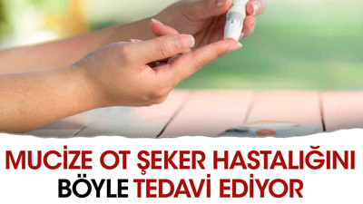 Mucize ot şeker hastalığını böyle tedavi ediyor