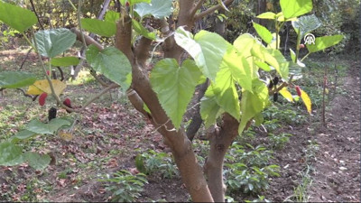 Kasımda meyve vermeye başladı! Ağacı görenler şaşkına döndü…