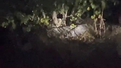 Karabük'te köyde çıktıkları ağaçta incir yiyen ayıların keyfi kamerada