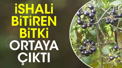 İshali bitiren bitki ortaya çıktı