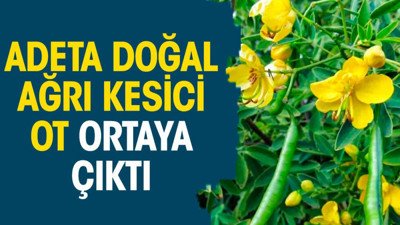 Adeta doğal ağrı kesici ot ortaya çıktı