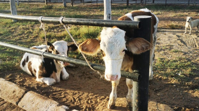 Dalgın vatandaş hayvan pazarında ortalığı ayağa kaldırdı. Böylesini de ilk kez görüyoruz