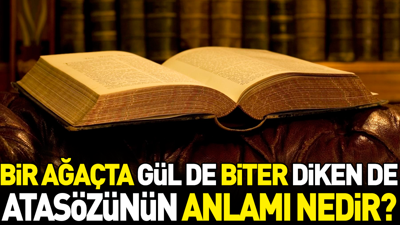 Bir ağaçta gül de biter diken de atasözünün anlamı nedir?
