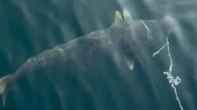 Barajda özel oltasıyla yakaladı. Dev balık şaşkına çevirdi