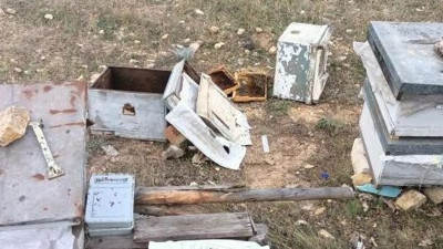 Aç kalan ayılar arı kovanlarını parçaladı