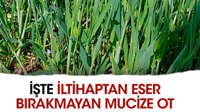 İşte iltihaptan eser bırakmayan mucize ot
