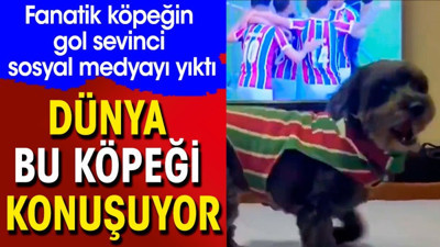 Fanatik köpeğin gol sevinci sosyal medyayı yıktı. Dünya bu köpeği konuşuyor