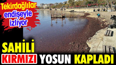 Sahili kırmızı yosun kapladı. Tekirdağlılar endişeyle izliyor