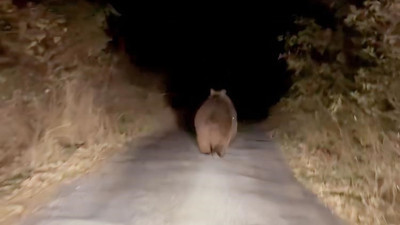 Ilgaz'da otomobilin önüne ayı çıktı