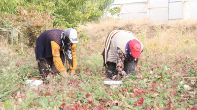 Kanseri önlüyor kalbi koruyor. Hasadı yapıldı tarlada kilosu 40 markette 89 TL