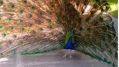 Tavus kuşu CİMER'e şikayet edildi