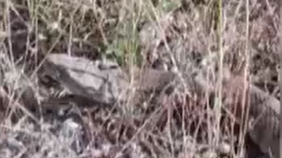 Sivas’ta görüntülendi. Zehirli dev yılan hayrete düşürdü