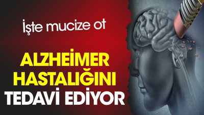 Alzheimer hastalığını tedavi ediyor. İşte mucize ot