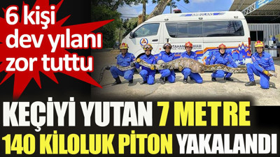 Keçiyi yutan yedi metre 140 kiloluk piton yakalandı