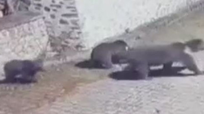 Ayılar bahçe duvarından atladı