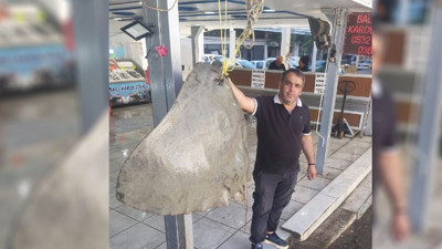 Muğla'da balıkçıların ağına 120 kilogramlık vatoz takıldı