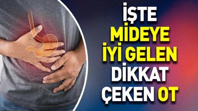 İşte mideye iyi gelen dikkat çeken ot