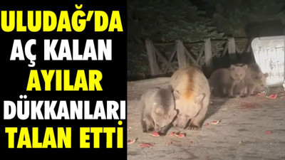 Uludağ'da aç kalan ayılar dükkanları talan etti