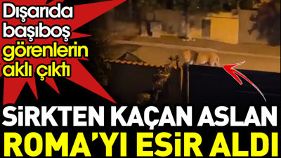 Sirkten kaçan aslan Roma’yı esir aldı. Dışarıda başıboş görenlerin aklı çıktı
