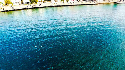 Denizanaları Foça'yı istila etti. Binlercesi havadan görüntülendi. 40 Yıldır böylesi görülmedi